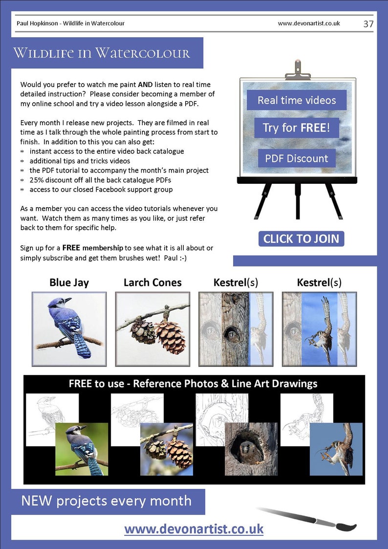 The last page of the tutorial, page 37.  This has 4 more tutorials illustrated, a blue jay, pine cones, American kestrel chick and adult.  There's also written information on the video lessons Paul also sells.