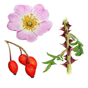 ORIGINAL Watercolour Dog Rose Paintings, Botanical Watercolor Fine Art, Realistic Flower Illustrations