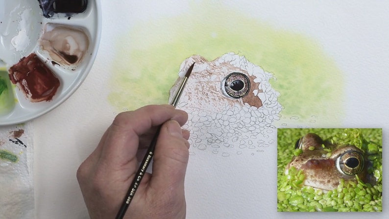 Paul has applied a fresh, pale green wash behind the frog, painted the eye and is applying warm red/ brown details to the head of the frog.  These are pale and not particularly defined.