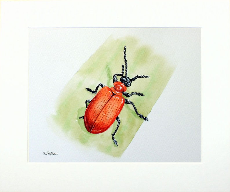 ORIGINAL Watercolour Insect Illustration, Watercolour Wildlife Artwork, Scarlet Lily Beetle Painting, Realistic Watercolor Art, Insect Gift image 7