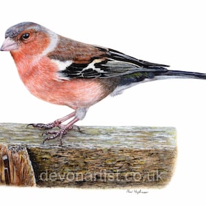 Learn to Paint Garden Birds in Watercolour, Lesson in Watercolor and Acrylic, Chaffinch Painting, Bird Painting Beginner Lessons
