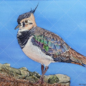 The complete lapwing painting, the bird is upright with quite a plump appearance, it is painted very realistically and looks like an illustration.  The fine-art details are incredible.