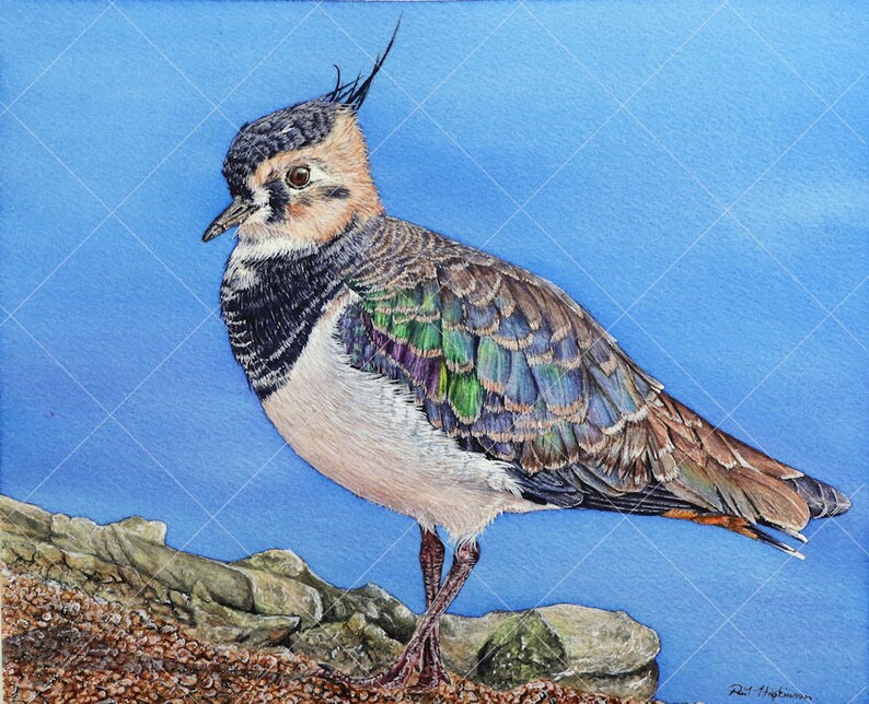 The complete lapwing painting, the bird is upright with quite a plump appearance, it is painted very realistically and looks like an illustration.  The fine-art details are incredible.