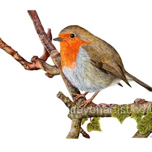 Watercolour painting of a robin sat on a branch with ivy leaves growing on it.  The robin is looking to the left, it is very detailed and realistic looking.  The bird has an orange chest and face, brown back and wing and grey belly.