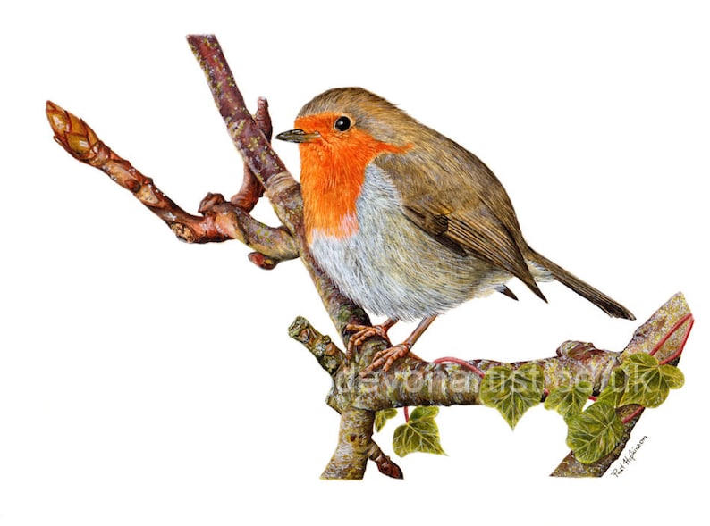 Watercolour painting of a robin sat on a branch with ivy leaves growing on it.  The robin is looking to the left, it is very detailed and realistic looking.  The bird has an orange chest and face, brown back and wing and grey belly.