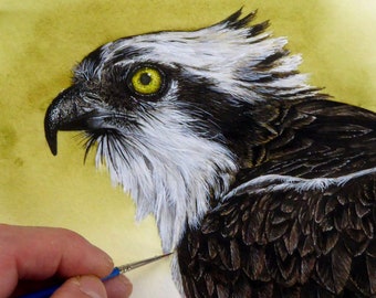 ORIGINAL Watercolor Osprey Painting, Realistic Watercolour Bird, Bird of Prey Fine Art Illustration