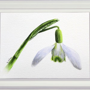 A photograph of the finished snowdrop that you can paint from this online, and downloadable watercolor lesson.