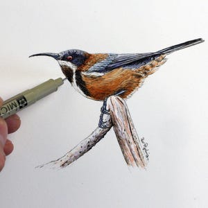 Tutorial de caneta e tinta, cartão de felicitações em aquarela Eastern Spinebill, pintura em aquarela simples