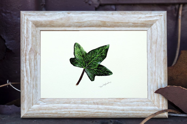 ORIGINAL Botanical Watercolor Leaf Illustration, Realistic Fine Art Ivy Leaf Watercolour Painting, Nature Wall Art, Paul Hopkinson Painting image 5