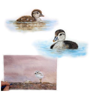 ORIGINAL Watercolour Paintings of a Chick, Ducklings and a Gosling, Illustration Art, Realistic Watercolor Bird Paintings