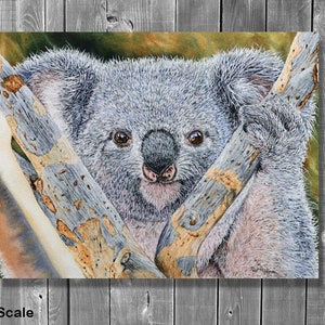 Original Watercolour Koala Painting, Realistic Fine Art Illustration, Watercolor Wildlife Artwork image 8