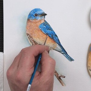 The bird  is nearing completion with Paul adding the white details over the top of all the darker details.  He is working on the wing, which has some paler edged feathers.