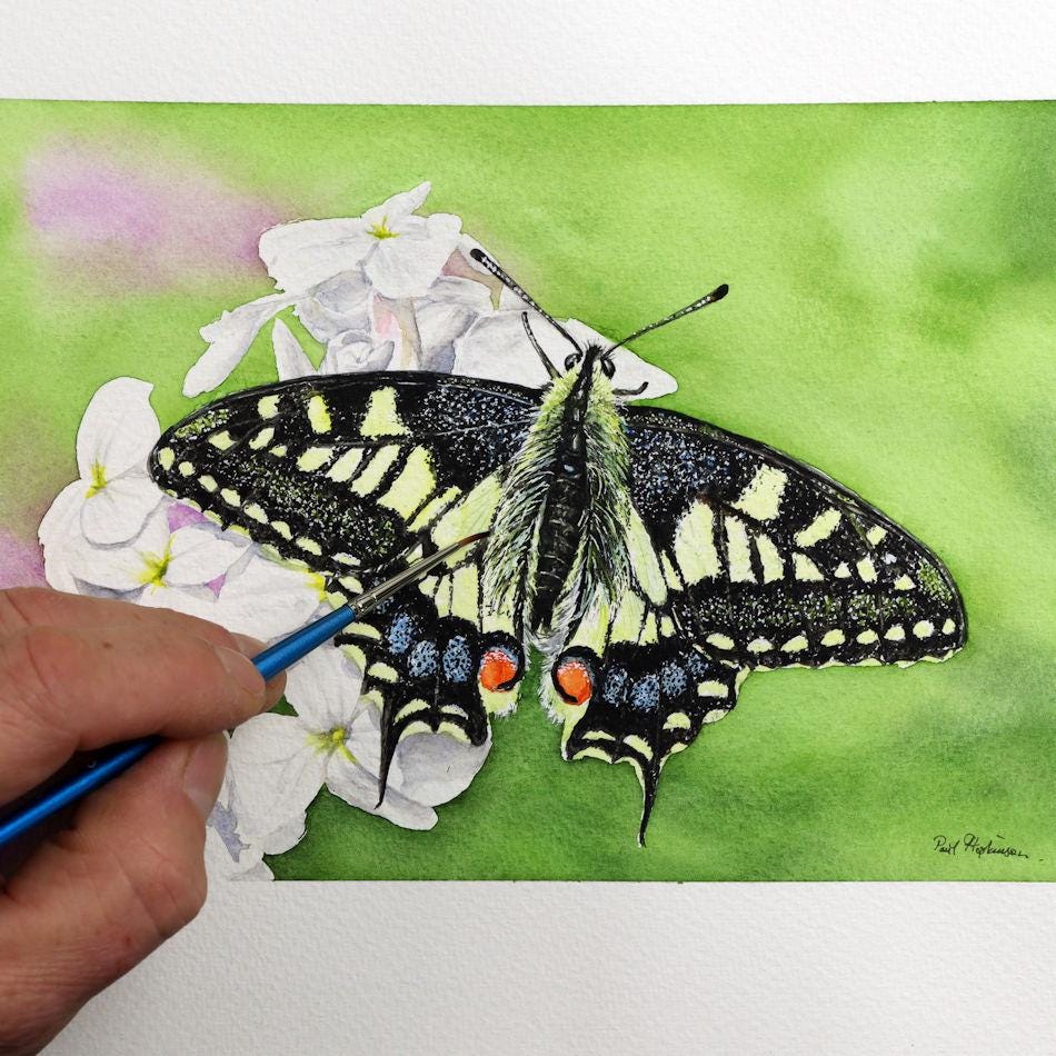 版画 SWALLOWTAIL BUTTERFLY ORIGINAL Swallowtail Butterfly Painting, Illustration Fine