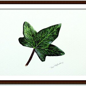 ORIGINAL Botanical Watercolor Leaf Illustration, Realistic Fine Art Ivy Leaf Watercolour Painting, Nature Wall Art, Paul Hopkinson Painting image 9