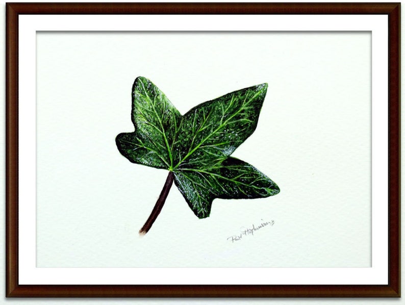 ORIGINAL Botanical Watercolor Leaf Illustration, Realistic Fine Art Ivy Leaf Watercolour Painting, Nature Wall Art, Paul Hopkinson Painting image 9