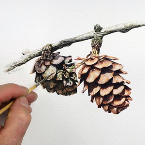 Paul finishing off a very detailed painting of two Larch cones.  These are hanging side by side on a twig.  The one on the right is quite brown in tone, whereas the one on the left is smaller, darker and has a lot of green in it.