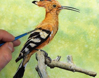 Watercolour Course on Painting a Hoopoe in Illustration Style Fine Art Detail