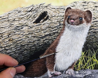 Original Painting of a Stoat in Watercolour, a Realistic and Highly Detailed One-Off Illustration of a British Mammal
