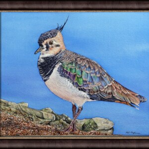 The lapwing painting in a dark brown frame.