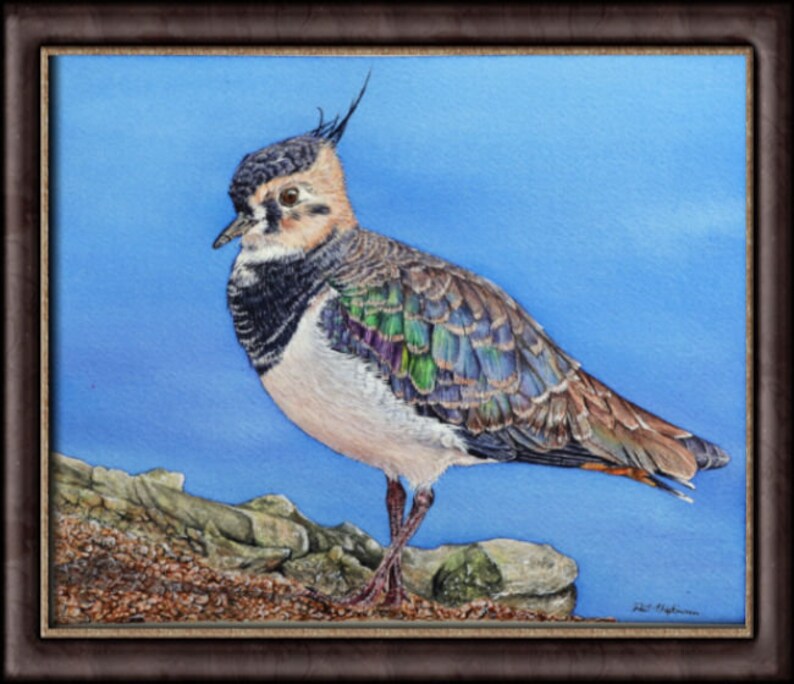 The lapwing painting in a dark brown frame.