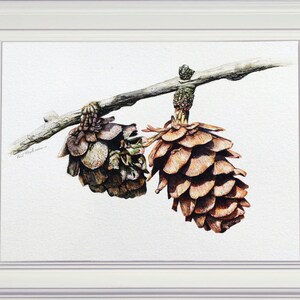 The finished larch cone botanical study, shown in a white frame.