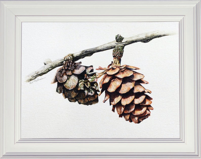 The finished larch cone botanical study, shown in a white frame.