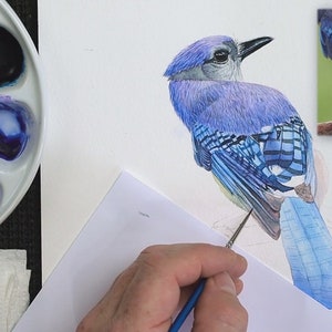 Paul is now working on the mid-tone details within the bird's feathers.  These include the patterns on the wings and the pinky feathers at the bottom of the wings.