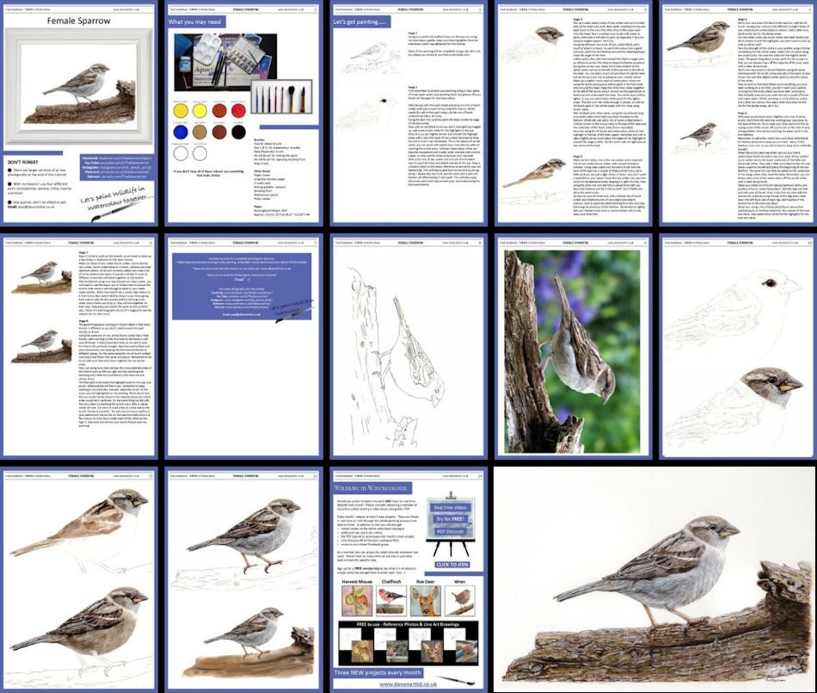 Learn to Paint Birds in Watercolour Step by Step PDF Etsy UK