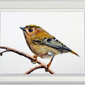 The whole goldcrest painting in a white frame.  The bird is perched on a small twig and is looking to the left.  It is mainly a golden brown, with splashes of gold, black and white within its plumage.