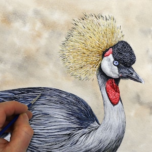 This is a photo of Paul's painting of a Crowned Crane, and his hand is shown with a tiny brush, which he is using to work on the fine feather details within the bird's back.  The painting is realistic, and the bird does have a golden crown.