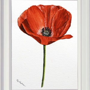 Original watercolor painting of a common red poppy, shown in a white frame