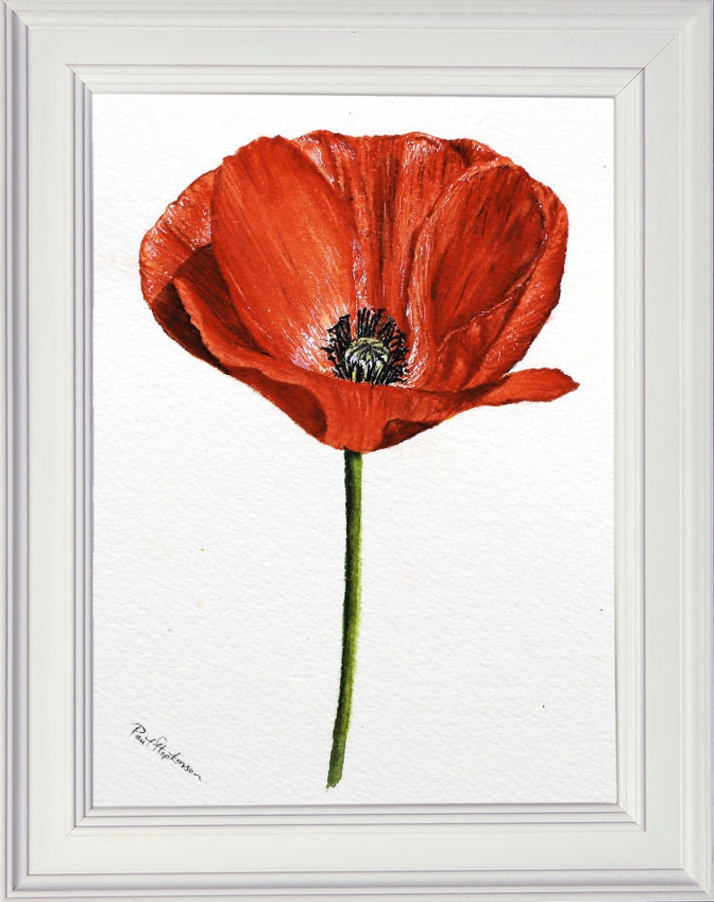 Original watercolor painting of a common red poppy, shown in a white frame