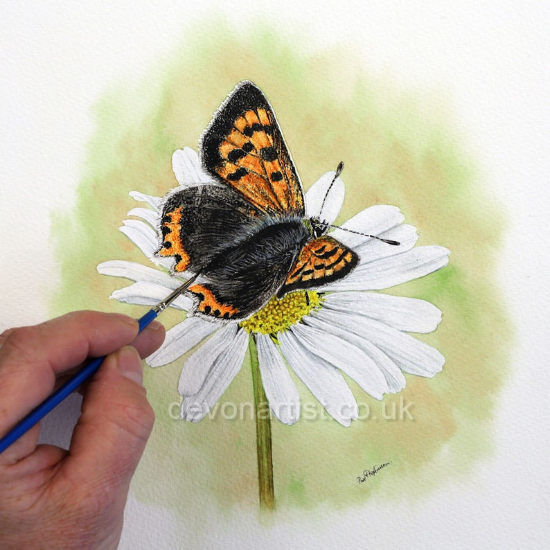 Paul is finishing off a painting of a small dark brown and orange butterfly which is resting on a large white and yellow daisy.  The background is a mix of soft browns and greens.  Paul has painted the study in very fine detail.
