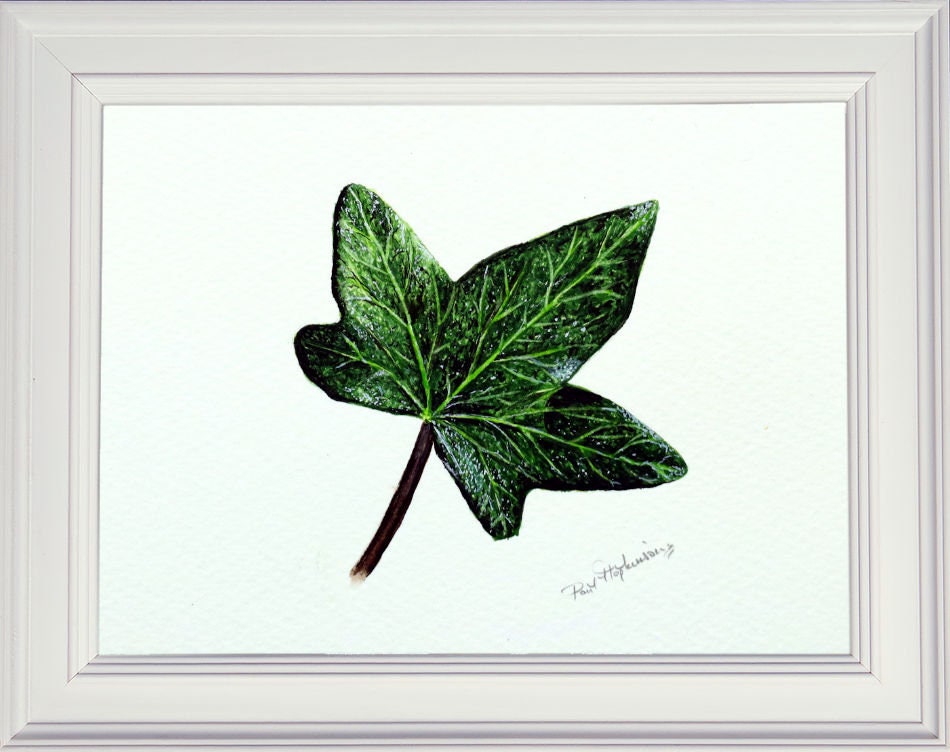 Drawing an Ivy leaf - Step by Step 