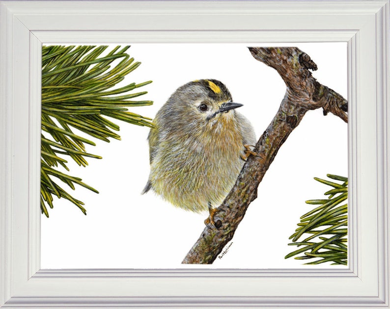 Learn to Paint Birds in Watercolour Step by Step PDF Etsy UK