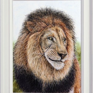 The finished Lion painting in a white frame.  The study focuses on its head and neck, with the body tucked in behind.  This is a male lion, with a large dark mane surrounding its face.