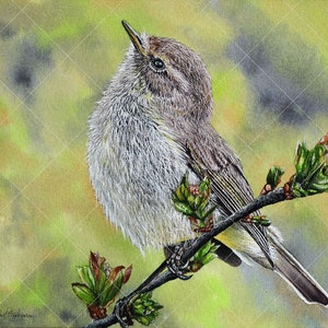The whole chiffchaff painting without frame or Paul's hand.