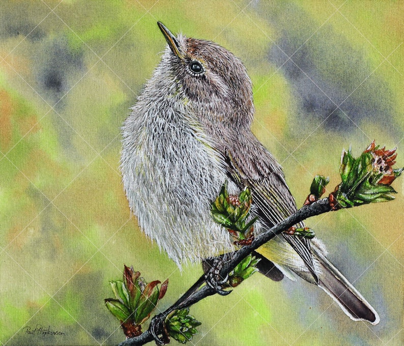 The whole chiffchaff painting without frame or Paul's hand.