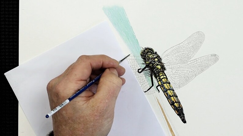 The body of the dragonfly looks like it is now finished, and Paul is applying some fine details to the blade of grass it is resting on.  This is a minty green colour.