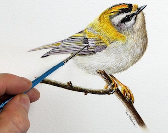 Learn to Paint British Birds in Watercolour, Realistic Fine-Art Illustration Course