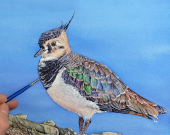 Original Watercolour Lapwing Painting, Fine Art Bird Illustration in Watercolor, Realistic Wildlife Artwork