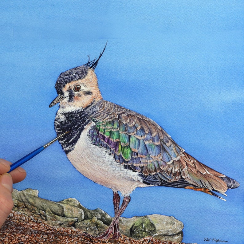 Paul completing a painting of a lapwing bird, it is stood on a rocky shore, and is looking to the left.  It has a black cap, and black crest.  Its face is orange, with a black bib and white belly, and the wing is blue, purple, green and brown.