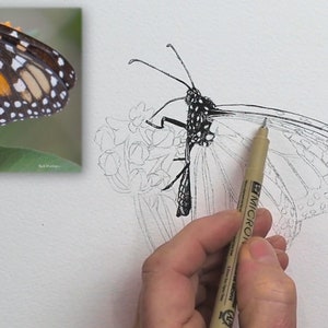 In this early stage, Paul has penned in the body of the butterfly, and is starting on the upper wing details.  The whole image can be seen in pencil, but Paul is now working with a pen.