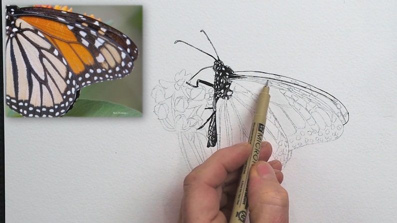 In this early stage, Paul has penned in the body of the butterfly, and is starting on the upper wing details.  The whole image can be seen in pencil, but Paul is now working with a pen.