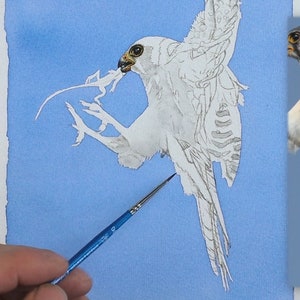 An early stage in the painting as Paul works on a pale grey wash which underlays specific areas of the bird.  The eye and the beak area already finished in detail.
