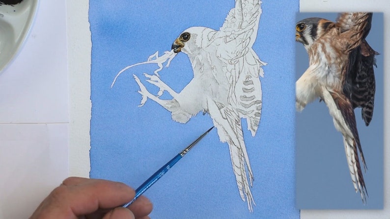 An early stage in the painting as Paul works on a pale grey wash which underlays specific areas of the bird.  The eye and the beak area already finished in detail.