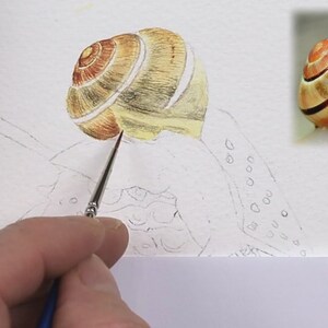 Paul is working on the first details within the snail's shell.  He is applied some pale yellow and brown wash layers, and is adding detail with a very tiny brush in a grey colour.
