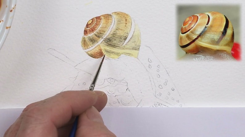 Paul is working on the first details within the snail's shell.  He is applied some pale yellow and brown wash layers, and is adding detail with a very tiny brush in a grey colour.