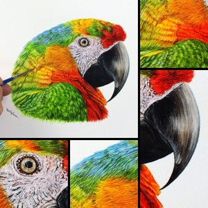 Close up photos of the parrot painting.  The whole painting is shown top left.  To the right and below are 4 zoomed in photos of the feathers, the beak, the eye and the back of the head.  These show the tiny brush strokes and fine details.