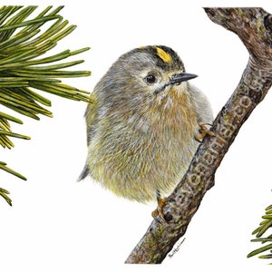 Step by Step to Detailed Watercolour, Learn to Paint Lesson, Watercolor & Acrylic Goldcrest PDF, Art Download, Bird Painting Tutorials